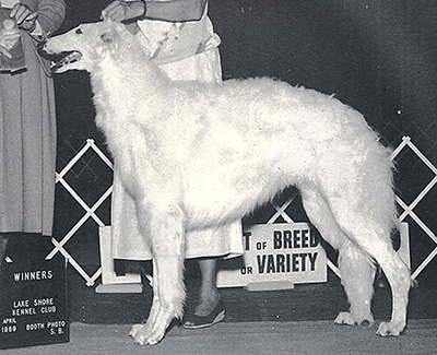 Top Best of Opposite Sex Borzoi 1993